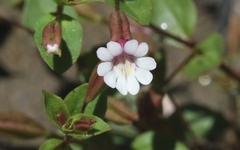 Erythranthe inconspicua