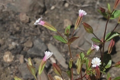 Erythranthe inconspicua
