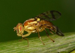 Zonosemata electa