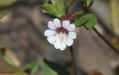 Erythranthe inconspicua