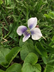 Viola sororia