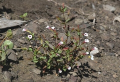 Erythranthe inconspicua