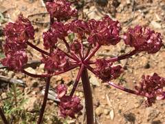 Cymopterus purpureus