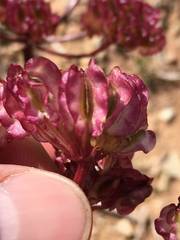 Cymopterus purpureus