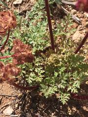 Cymopterus purpureus