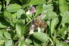 Apis mellifera