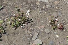 Erythranthe inconspicua