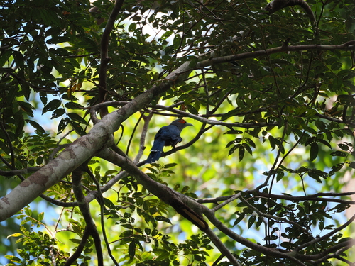 Black-bellied Malkoha (Phaenicophaeus diardi), photo 5