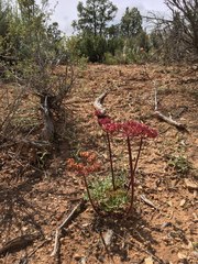 Cymopterus purpureus