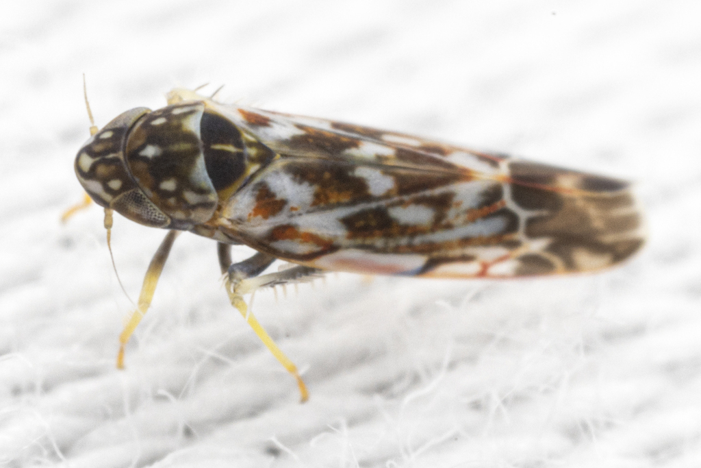 Erasmoneura fulmina