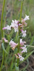 Penstemon peckii