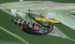 Malachius bipustulatus