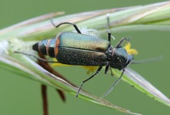 Malachius bipustulatus