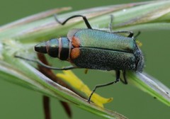 Malachius bipustulatus
