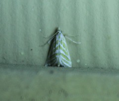 Leptosteges parthenialis