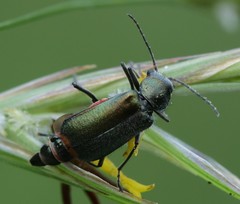 Malachius bipustulatus