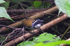 Caracas Brush-Finch photo 3