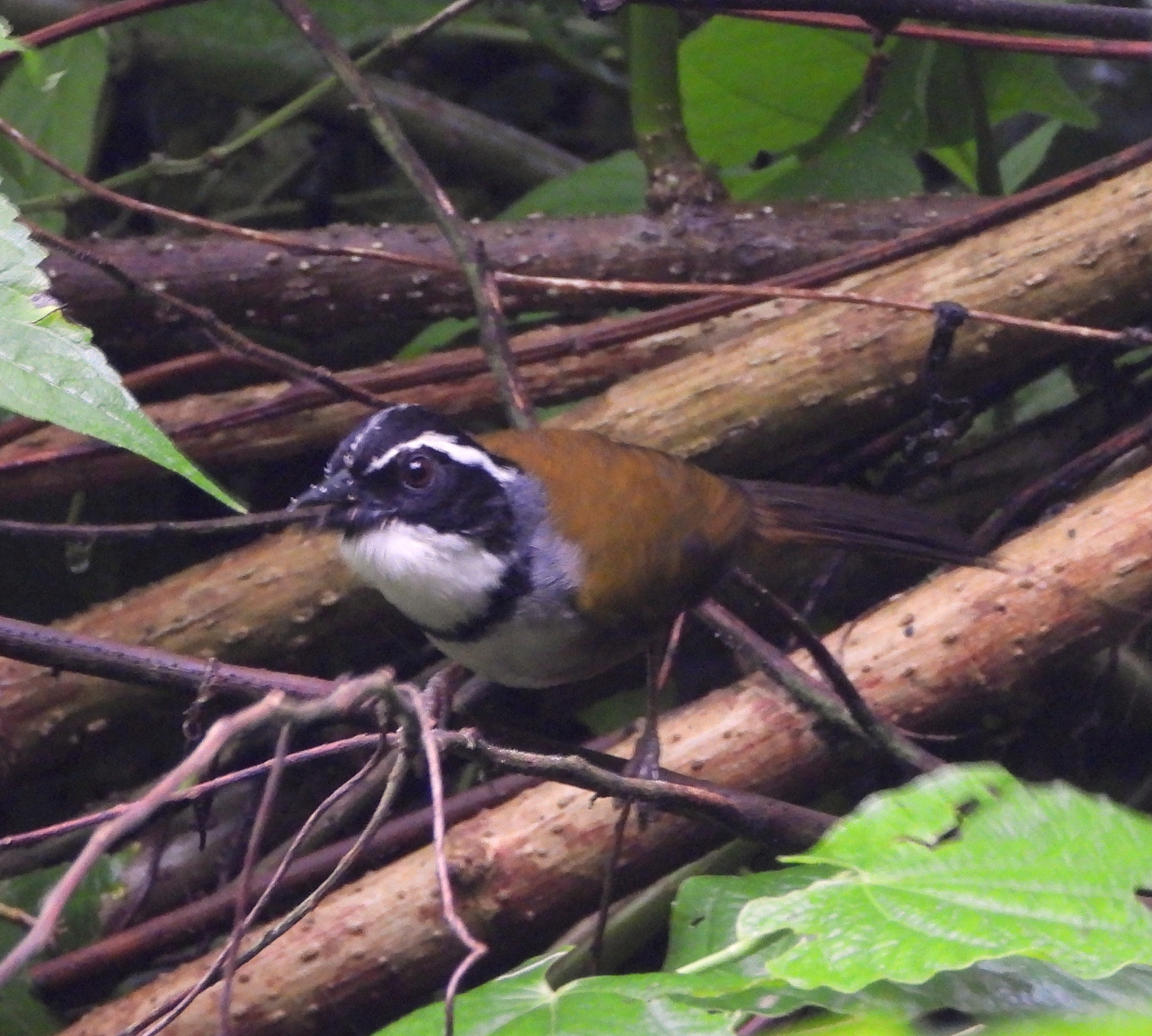 Caracas Brushfinch illustration