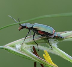 Malachius bipustulatus