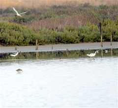 Recurvirostra avosetta