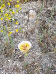 Calochortus weedii intermedius