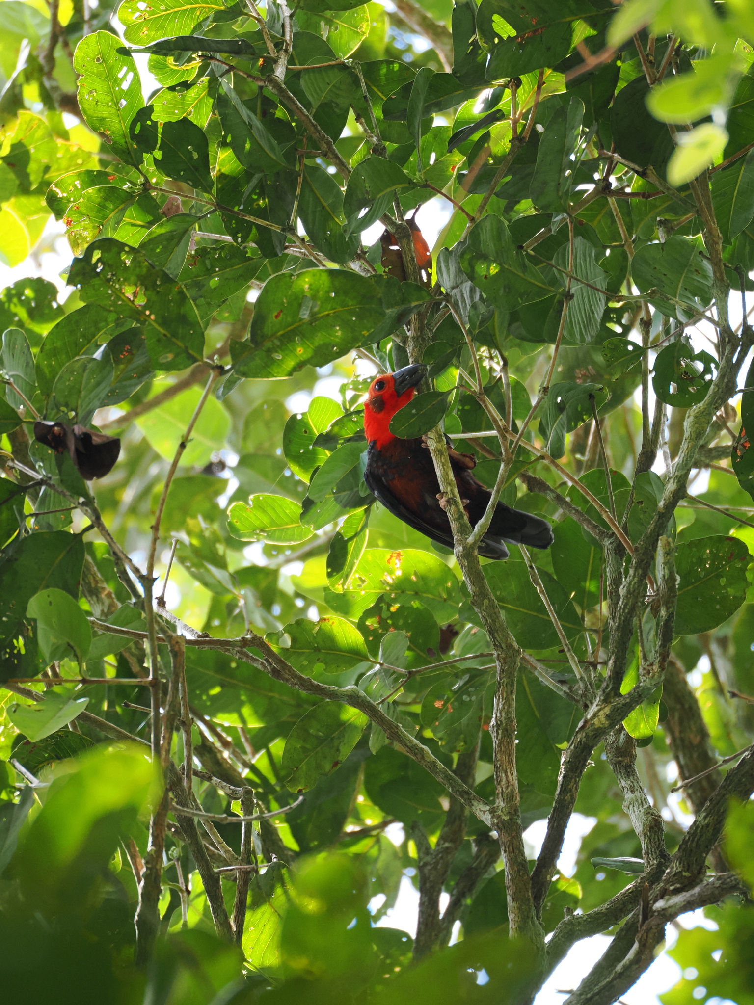 Bornean Bristlehead (Pityriasis gymnocephala), photo 7
