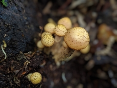 Armillaria limonea