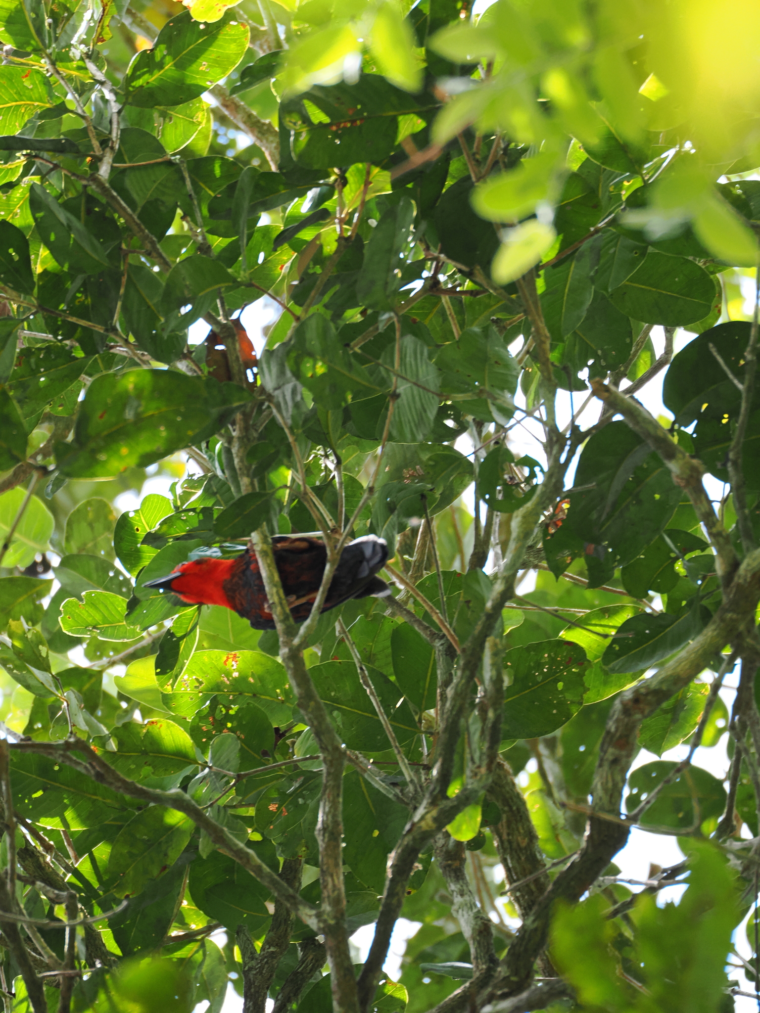 Bornean Bristlehead (Pityriasis gymnocephala), photo 6