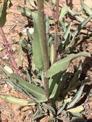 Penstemon confusus