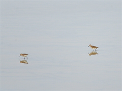 Calidris minuta