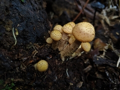 Armillaria limonea