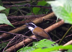 Caracas Brush-Finch photo 2