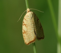 Aleimma loeflingiana