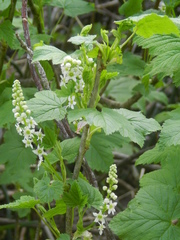 Ribes hudsonianum petiolare
