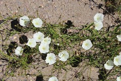 Calystegia longipes