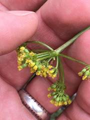 Lomatium scabrum tripinnatum
