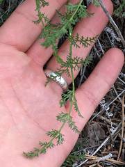 Lomatium scabrum tripinnatum