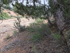Lomatium scabrum tripinnatum