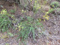 Lomatium scabrum tripinnatum