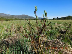 Salix planifolia