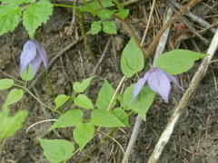 Clematis occidentalis grosseserrata