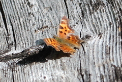 Polygonia faunus