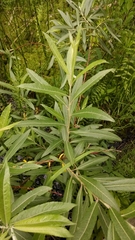 Salix candida