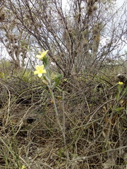 Tetramerium glandulosum