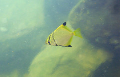 Monodactylus argenteus