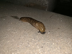 Limacus flavus