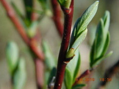 Salix planifolia