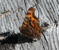 Polygonia faunus