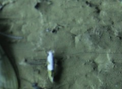 Mompha circumscriptella