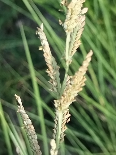 Ribbed paspalum (Paspalum malacophyllum)